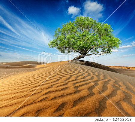 Lonely green tree in desert dunes Lonely green tree in desert dunes 12458018