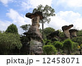 パーテーム国立公園　THAILAND 12458071