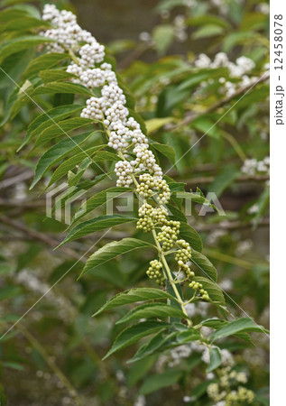 シロシキブ(白式部) シロシキブ(白式部) 12458078