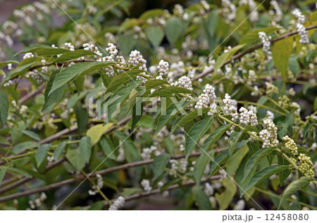 シロシキブ（白式部） 12458080