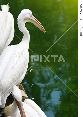 White pelicans 12458205