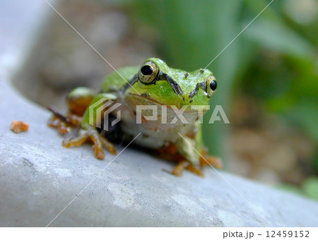 アマガエル アマガエル 12459152