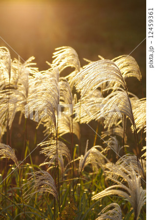 光が降り注ぐススキ 雄大 光が降り注ぐススキ 雄大 12459361