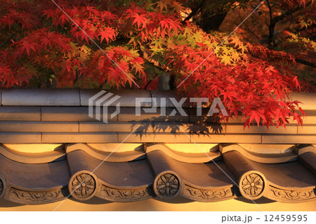 瓦もみじ 12459595