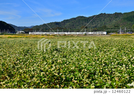 鉄道 　列車　山陰本線　京都口　287系　八木～吉富　秋　蕎麦　そば　ソバ　畑　南丹市　特急　JR西日本　嵯峨野線　きのさき　はしだて　まいづる 12460122