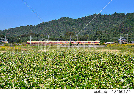 鉄道 　列車　山陰本線　京都口　３８１系　国鉄色　八木～吉富　秋　蕎麦　そば　ソバ　畑　南丹市　特急　JR西日本　嵯峨野線　きのさき　はしだて　まいづる 12460124