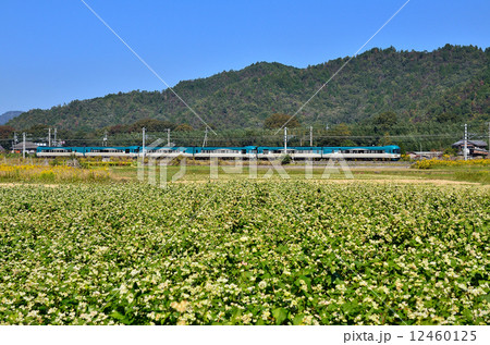 鉄道 列車 山陰本線 京都口 KTR 北タンゴ鉄道 8000系 八木~吉富 秋 蕎麦 そば ソバ 畑 南丹市 特急 JR西日本 嵯峨野線 はしだて まいづる 鉄道 列車 山陰本線 京都口 KTR 北タンゴ鉄道 8000系 八木~吉富 秋 蕎麦 そば ソバ 畑 南丹市 特急 JR西日本 嵯峨野線 はしだて まいづる 12460125