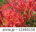 ヒガンバナ 12460156