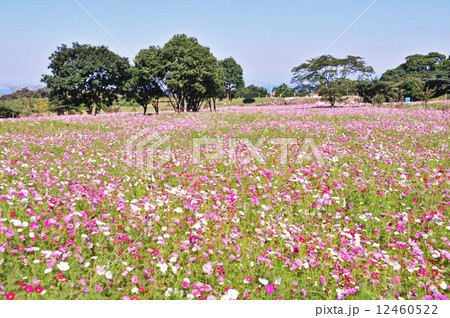 芝桜公園のコスモス 12460522