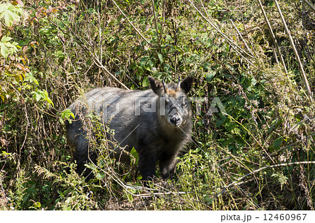 ニホンカモシカ 12460967