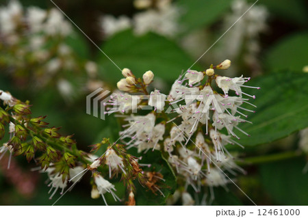 植物・シモバシラ　シソ科 12461000