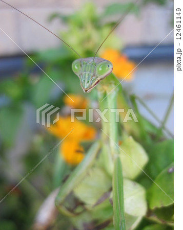 庭のカマキリ 庭のカマキリ 12461149