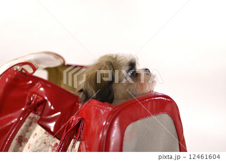 室内犬 シーズー 室内犬 シーズー 12461604