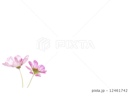 コスモス 花 秋 秋の風情 植物 秋桜 秋の花 二輪 かわいい 複数 桃色 ピンク色 秋色 緑色 花びら 綺麗 自然 可憐 白バック コピースペース コスモス 花 秋 秋の風情 植物 秋桜 秋の花 二輪 かわいい 複数 桃色 ピンク色 秋色 緑色 花びら 綺麗 自然 可憐 白バック コピースペース 12461742