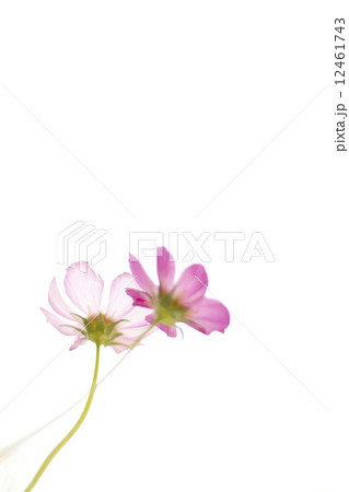 コスモス 花 秋 秋の風情 植物 秋桜 秋の花 二輪 かわいい 複数 桃色 ピンク色 秋色 緑色 花びら 綺麗 自然 可憐 白バック コピースペース コスモス 花 秋 秋の風情 植物 秋桜 秋の花 二輪 かわいい 複数 桃色 ピンク色 秋色 緑色 花びら 綺麗 自然 可憐 白バック コピースペース 12461743