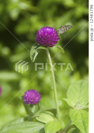 Butterfly on an amaranth flower 12461796