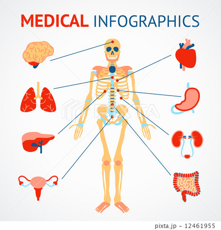 Human organs infographic Human organs infographic 12461955