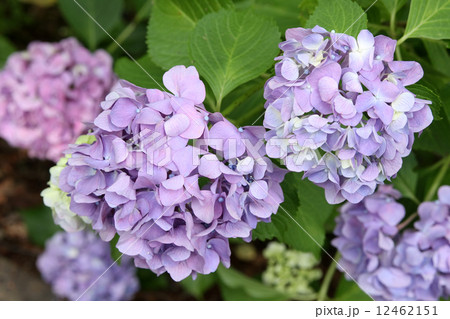 アジサイ アジサイ 12462151