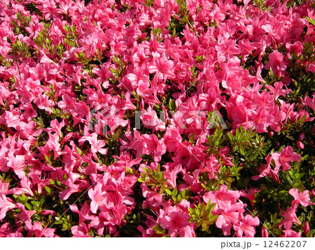 サツキ サツキ 12462207