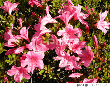 サツキ サツキ 12462208