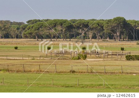 Horse Racing Track Horse Racing Track 12462615