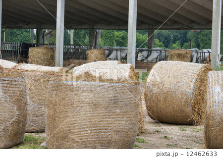 cattle farm with cows munching hay 12462633