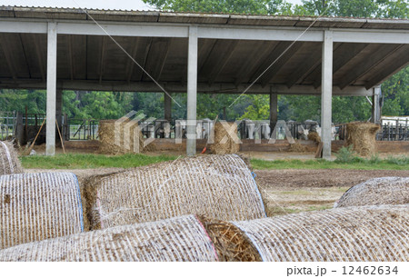 cattle farm with cows munching hay 12462634