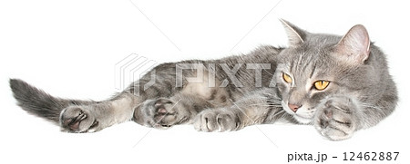 Grey cat lay 12462887
