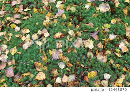 background from green moss and yellow leaves 12463870