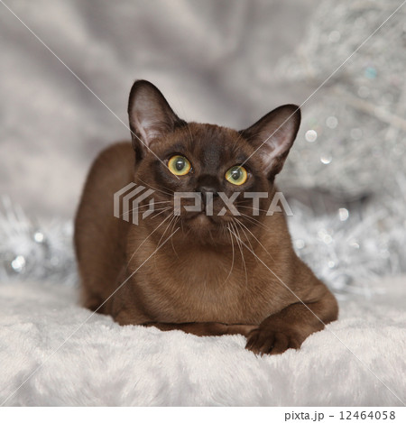 Amazing Burmese cat in front of Christmas decorations 12464058