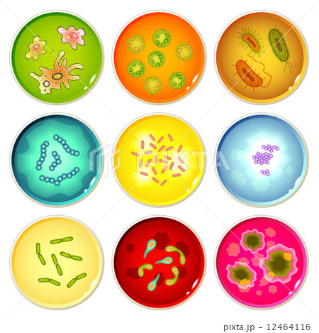 Petri dishes with bacterial colonies 12464116