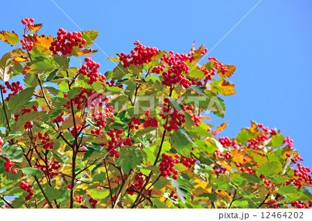 Hawthorn berries on blue sky background 12464202