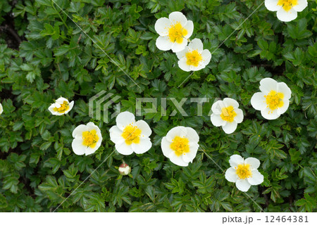 チングルマの花 12464381