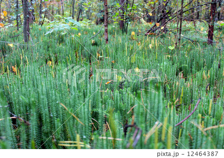 brushwood of Hypnum cupressiforme brushwood of Hypnum cupressiforme 12464387