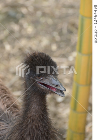 エミュー3 12464498