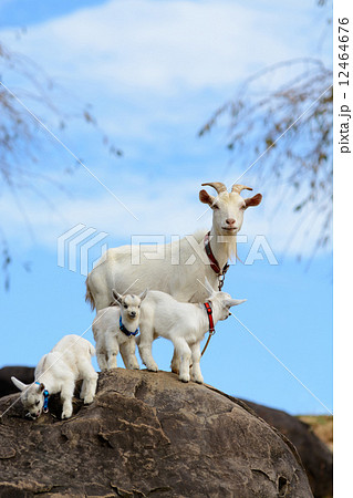 山羊のポートレート 12464676