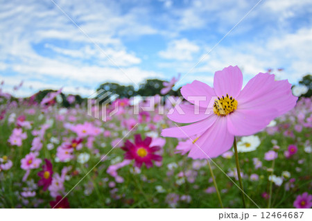 コスモス畑＠長崎県佐世保市展海峰 12464687