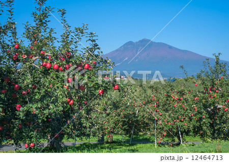 秋のりんご畑と岩木山 12464713