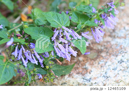 アキチョウジの花 アキチョウジの花 12465109