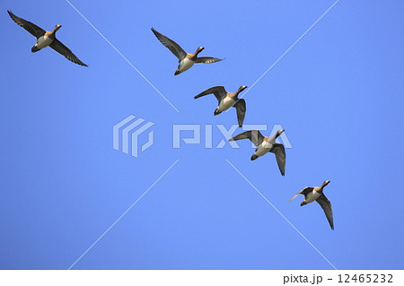 水鳥の飛行 12465232