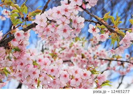 河津桜 12465277