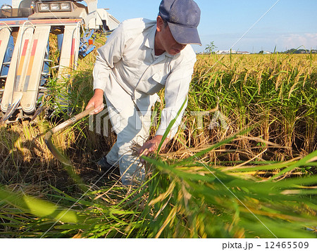 稲刈り（鎌で稲を刈る男性）３ 12465509