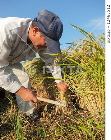 稲刈り 鎌で稲を刈る男性 ６の写真素材