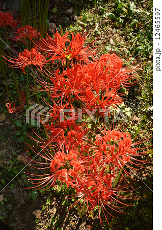 秋の大光寺　あきる野市 12465597