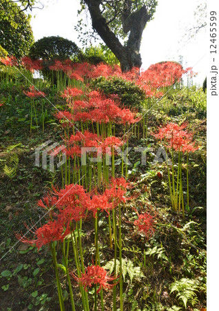 秋の大光寺　あきる野市 12465599