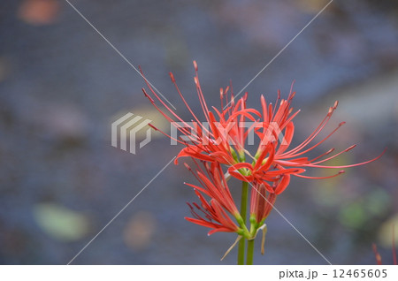 秋の大光寺　あきる野市 12465605