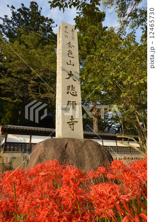 大悲願寺の秋　あきる野市 12465730
