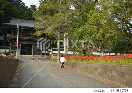 大悲願寺の秋 あきる野市 大悲願寺の秋 あきる野市 12465733
