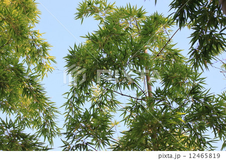 モウソウチク 12465819