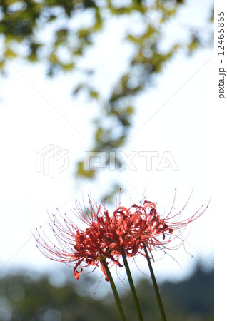 龍珠院の秋は　あきる野市 12465865